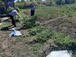 В Арбузинском районе на огороде выращивали десятки кустов элитной конопли