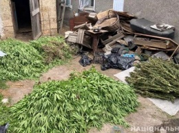 У жителя Олешковского района полицейские изъяли 760 кустов элитной конопли