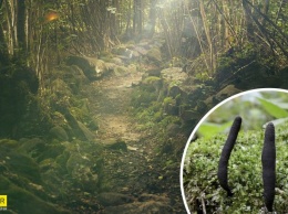 В лесах Украины нашли редкостный гриб "пальцы мертвеца": выглядит он жутко (ФОТО)