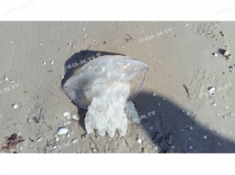В Примпосаде берег усеян медузами - отдыхающие верят, что они лечат коронавирус (фото, видео)