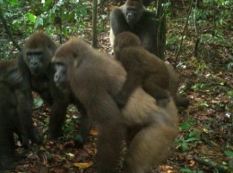 На грани исчезновения: в Нигерии сфотографировали горилл с детенышами
