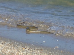 На пляже отдыхающих напугала огромная змея (фото, видео)