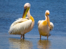 В нацпарке в Одесской области поселились полторы тысячи пеликанов