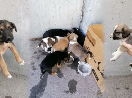 В Днепре под подъезд дома подбросили коробку с щенками: хвостикам ищут дом