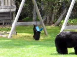 Медведица с детенышами "захватила" детскую площадку - таких игр там не устраивал никто (видео)