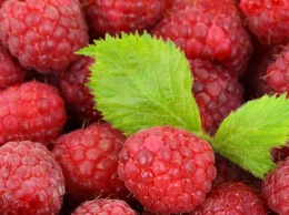 Почему нужно есть малину: эксперты назвали преимущества употребления ягоды