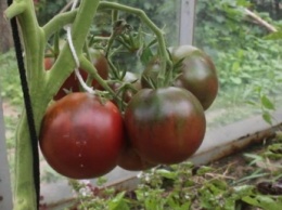 В Мелитополе на рынках появились черные помидоры (фото)