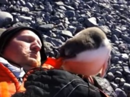 Детеныш пингвина впервые встретил человека - его реакция восхитила сеть