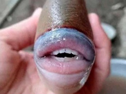 Сфотографирована рыба с губами и ртом, которые напоминают человеческие