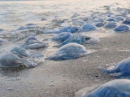 Где в Кирилловке элита отдыхает и на каких пляжах килограммы медуз собирают (видео)