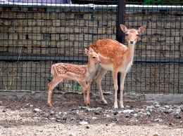 В Одесском зоопарке подрастают малыши. Недавно детеныш появился и у белой лани