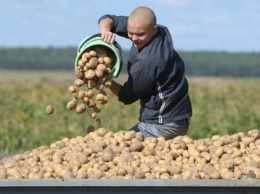 Кабмин решил разработать программу развития картофелеводства