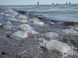 Популярный херсонский курорт Генгорка: аномально теплое море, сотни мертвых медуз и полное игнорирование карантина - фото
