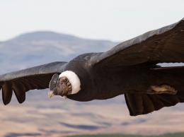 Названа птица, способная пролететь 172 км без взмаха крыльев