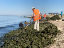 В Бердянске пляжи покрылись тонной водорослей
