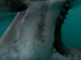 Кадры, от которых страшно: белая акула атаковала лодку с рыболовами (видео)