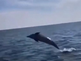 В Железном Порту дельфин решил развлечь отдыхающих