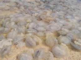 Эксперт назвал три условия исчезновения медуз в Азовском море