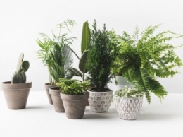 Правда или миф: комнатные растения очищают воздух