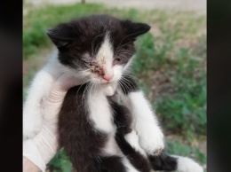 В Днепре котенка с раной глаза выбросили из машины: нужна помощь