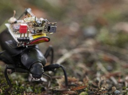 Создана мини-камера для насекомых