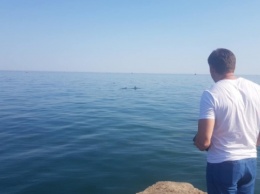 На одесском пляже застряли шесть дельфинов