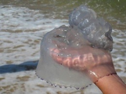 В Кирилловке курортников на берегу развлекают дельфины и медузы (видео)