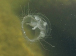 В Запорожье в Днепре нашествие медуз (видео)