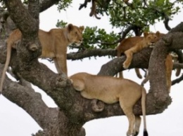 Множество львов забралось на дерево в парке - от зрелища перехватило дух, фото