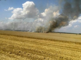 На Черниговщине пожар уничтожил более 23 гектаров посевов зерновых культур