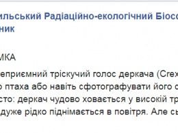 В Чернобыльском заповеднике показали фото птицы, которую чаще слышат, чем видят не только зоне отчуждения