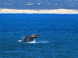 Северные гладкие киты оказались на грани исчезновения