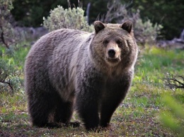 В Мексике медведь изрядно напугал туристок, когда те фотографировались (ВИДЕО)