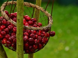 В Крыму собрали уже свыше полутора тысяч тонн фруктов и ягод