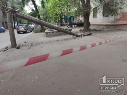 В Кривом Роге рухнуло дерево, которое сломало электроопору и оборвало провода