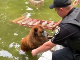 Все равны перед полицией: в Запорожье патрульные спасали собаку (ВИДЕО)