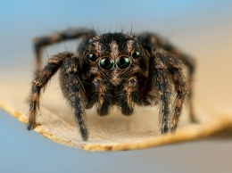 Российская ученая назвала новый род пауков в честь мамы
