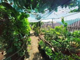 Жительница Днепропетровской области выращивает во дворе экзотические фрукты