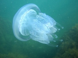 Чтобы понимали масштабы - медузы в Кирилловке показали в море с высоты птичьего полета (фото, видео)