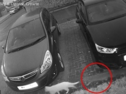 Кошка шла по улице, и внезапно за ней заметили призрака - это видео напугало многих