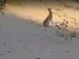 В Запорожье на Песках возле многоэтажек заметили дикое животное (ВИДЕО)