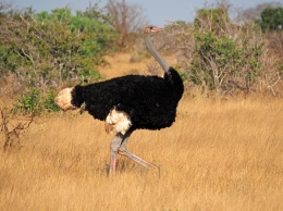 Ученые выяснили, где появились страусы