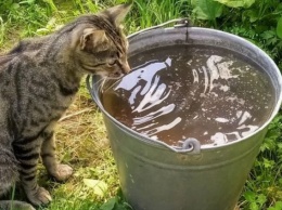 Стало известно, почему кошки пьют откуда угодно, лишь бы не из своей миски