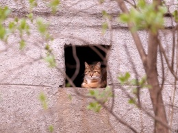 В Одессе неизвестный расстрелял кота из пневматического оружия