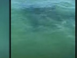 Акула-людоед 15 минут кружила вокруг лодки с туристами - пассажиры повели себя необычно