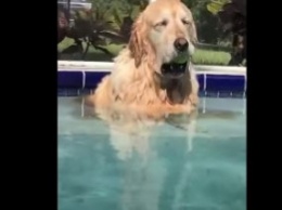Пес нашел необычное занятие в бассейне - на это нельзя смотреть без смеха