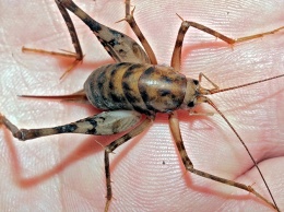 "Пришелец" из Азии: запорожцев напугало неизвестное насекомое в жилом доме (ФОТО)