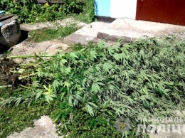 На Херсонщине «наркоаграрий» выращивал на огороде и в теплице элитную коноплю