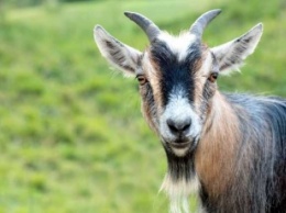 В Харькове два зоофила изнасиловали козу