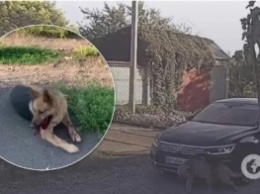 На Одесщине сын экс-"регионала" специально дважды сбил автомобилем свою собаку. Видео 18+